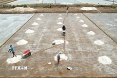 Giá muối sụt giảm từ 1500 đồng/kg đầu vụ xuống còn 1200 đồng/kg, điều này khiến cho diêm dân lo lắng. (Ảnh: TTXVN phát)