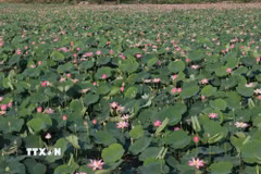 Vùng trồng sen ở xã Láng Biển, huyện Tháp Mười (Đồng Tháp). (Ảnh: Nguyễn Văn Trí/TTXVN)