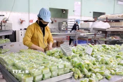 Công nhân Công ty Trách nhiệm hữu hạn Bánh kẹo đặc sản Thiên Đức (xã Đông Hưng) hối hả sản xuất các sản phẩm để phục vụ thị trường Tết. (Ảnh: Thế Duyệt/ TTXVN)