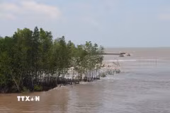 Đoạn rừng phòng hộ ven biển trên địa bàn xã Đất Mũi (tỉnh Cà Mau) bị sóng tác động mạnh. (Ảnh: Chanh Đa/TTXVN)
