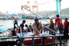 Ngư dân đưa hải sản lên bờ. (Ảnh: Đình Quân/TTXVN)