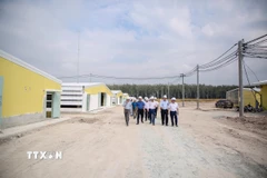 Tây Ninh trở thành điểm đến hấp dẫn của dòng vốn đầu tư vào lĩnh vực chăn nuôi công nghệ cao nhờ lợi thế quỹ đất rộng, hạ tầng từng bước hoàn thiện và môi trường đầu tư ngày càng thông thoáng. (Ảnh: Giang Phương/TTXVN)