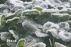 Xuất hiện băng giá tại miền Tây Nghệ An