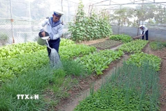 Các chiến sỹ trên đảo Hòn Khoai, Cà Mau tích cực chăn nuôi, trồng trọt góp phần cải thiện đời sống. (Ảnh: Trần Việt/TTXVN)