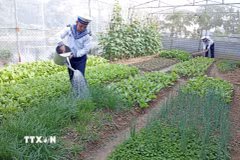 Các chiến sỹ trên đảo Hòn Khoai, Cà Mau tích cực chăn nuôi, trồng trọt góp phần cải thiện đời sống. (Ảnh: Trần Việt/TTXVN)