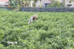 Trồng ớt xanh. (Ảnh: Phạm Cường/TTXVN)