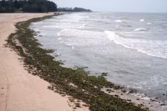 Lục bình kèm rác thải đại dương tràn vào dọc bãi biển Hồ Tràm (Thành phố Hồ Chí Minh). (Ảnh: Đoàn Mạnh Dương/TTXVN)