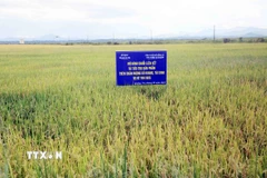 Mô hình xây dựng chuỗi liên kết trong sản xuất lúa Hè Thu được triển khai trên diện tích 120ha tại xã Ninh Châu (Quảng Trị), mang lại năng suất cao. (Ảnh: Tá Chuyên/TTXVN)