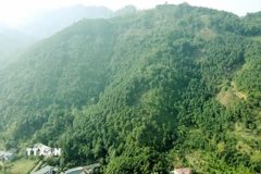 Diện tích trồng quế tại xã Thượng Long (Phú Thọ). (Ảnh: Tạ Toàn/TTXVN)