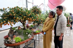 Khách hàng lựa chọn quất trưng Tết. (Ảnh: Nguyễn Lành/TTXVN)