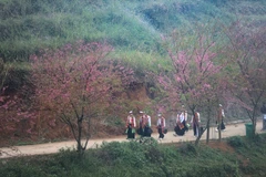 Sắc hồng của mai anh đào cùng những nét văn hóa trang phục dân tộc Mường tạo nên những điểm nhấn riêng biệt của du lịch xóm Mừng. (Ảnh: Trọng Đạt/TTXVN)