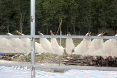 Phơi miến dong. (Nguồn: TTXVN)