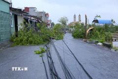 Cây cối và dây cáp bị đổ. (Ảnh: Công Luật/TTXVN)