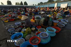 Người dân quen gọi chợ quê phường Vị Thanh là “chợ chồm hổm” do người bán ngồi thấp, bày hàng đơn sơ trên những tấm bạt, rổ, hay chiếc mẹt nhỏ. (Ảnh: Duy Khương/TTXVN)