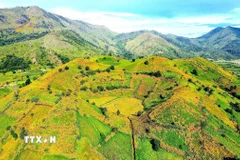 Tháng 11, núi lửa Chư Đang Ya (tỉnh Gia Lai) khoác lên tấm áo Dã quỳ vàng rực rỡ. (Ảnh: Quang Thái/TTXVN)