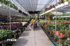 Vườn hoa cảnh tại Khu du lịch vui chơi miệt vườn Happy Land Hùng Thy, cơ sở đạt tiêu chuẩn du lịch OCOP 4 sao tỉnh Đồng Tháp. (Ảnh: Minh Hưng/TTXVN)