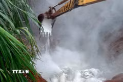 Tiêu hủy lợn nhiễm dịch tả châu Phi tại xã Đức An, tỉnh Lâm Đồng. (Ảnh: TTXVN phát)
