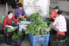Hợp tác xã Nông nghiệp tổng hợp Hòa Thạnh, xã Long Bình, tỉnh Đồng Tháp, tạo việc làm cho phụ nữ nghèo có thu nhập ổn định. (Ảnh: Hữu Chí/TTXVN)