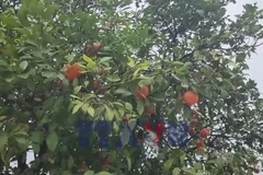 "Phố cam" độc lạ ở tỉnh Blida của Algeria