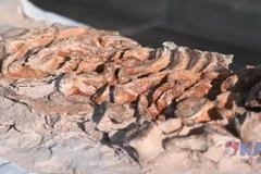 Peru công bố hóa thạch cá heo tiền sử, niên đại từ 8 đến 12 triệu năm trước