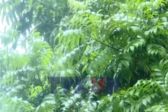 Từ nay đến Tết Nguyên đán 2026 còn bao nhiêu đợt không khí lạnh?