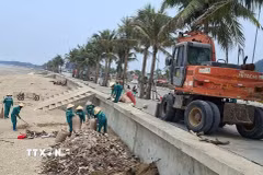 Công nhân công ty Môi trường đang khẩn trương thu gom, tập kết cành cây, gốc cây lại thành các đống lớn trên bãi cát. (Ảnh: Hoa Mai/TTXVN)