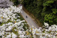 Hoa ban nở rộ trên đèo Pha Đin. (Ảnh: Xuân Tư/TTXVN)