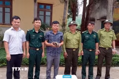 Tiếp nhận cá thể Tê tê java từ Ủy ban Nhân dân xã Thượng Trạch. (Ảnh: TTXVN phát)