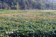 Một vườn bí xanh thơm tại thôn Pác Nghè, xã Địa Linh bị héo chết lan rộng. (Ảnh: Nguyễn Công Hải/TTXVN(