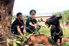 Mô hình "Dê giống khởi nghiệp" giúp nhiều người dân xã La Lay (Quảng Trị) thoát nghèo. (Ảnh: Tá Chuyên/TTXVN)