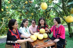 Khách du lịch thưởng ngoạn không khí trong lành tại vùng cây ăn quả tại xã Lục Ngạn, Lục Sơn (Bắc Ninh). (Ảnh: Danh Lam/TTXVN)