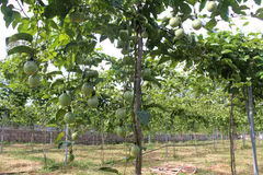 Cây chanh dây phát triển tốt, thích hợp với vùng đất cát, nhiều nắng ở phía Đông Nam tỉnh Lâm Đồng. (Ảnh: Hồng Hiếu/TTXVN)