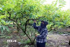 Thu hoạch na tại phường Tam Chúc, tỉnh Ninh Bình. (Ảnh: Đại Nghĩa/TTXVN)
