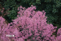 Những chùm hoa lung linh khoe sắc, tạo nên một bức tranh thiên nhiên tuyệt đẹp trên mảnh đất Mù Cang Chải. (Ảnh: Tuấn Anh/TTXVN)