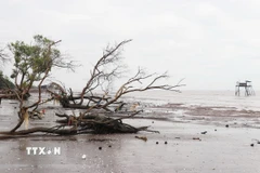 Đai rừng phòng hộ biển Gò Công trước kia dày vài chục mét, nay bị sóng biển làm xói lở nghiêm trọng. (Ảnh: Hữu Chí/TTXVN)