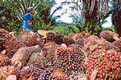 Thu hoạch trái cọ. (Nguồn: NST)