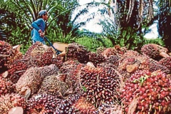 Thu hoạch cọ. (Nguồn: NST)