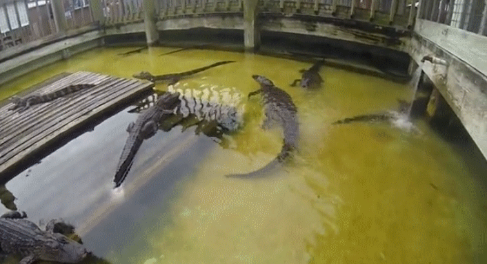 Cá sấu "nổi điên" lao vào tấn công máy bay không người lái ảnh 1