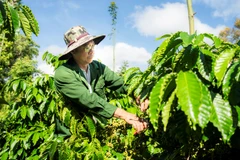 Tổng điều tra nông thôn, nông nghiệp 2025 áp dụng phương pháp điều tra toàn bộ kết hợp điều tra chọn mẫu. (Ảnh: Vietnam+)