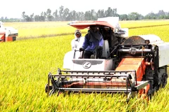 Việc thu mua nguyên liệu từ hàng triệu hộ nông dân nhỏ lẻ, những người không có chức năng phát hành hóa đơn giá trị gia tăng, cũng đặt doanh nghiệp vào thế khó khi chứng minh nguồn gốc đầu vào. (Ảnh: Vietnam+)