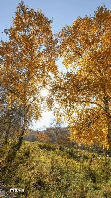 Cảnh đẹp mùa thu tại khu tự trị Nội Mông, Trung Quốc. (Ảnh: THX/TTXVN)