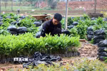 Người dân Tuyên Quang chuẩn bị cây giống cho vụ trồng rừng. (Nguồn: TTXVN)