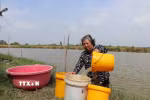 Nhà nằm trên tuyến Kênh Phèn - một trong những tuyến chưa có hệ thống nước sạch, bà Thạch Mỳ phải múc từng xô nước dưới ao nuôi cua bỏ hoang đem lên lắng phèn để sử dụng tắm, giặt. (Ảnh: Thu Hiền/TTXVN)