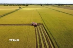 Thu hoạch diện tích thí điểm thực hiện Đề án sản xuất lúa chất lượng cao, phát thải thấp. (Ảnh: Nhựt An/TTXVN)