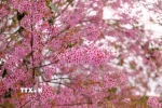 Hoa mai anh đào Đà Lạt. (Ảnh: Nguyễn Dũng/TTXVN)