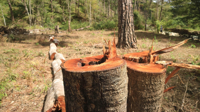 Cây rừng phòng hộ nằm giáp ranh giữa hai xã Đạ Sar và Đạ Nhim, huyện Lạc Dương, bị đốn hạ. (Ảnh Đặng Tuấn/TTXVN)