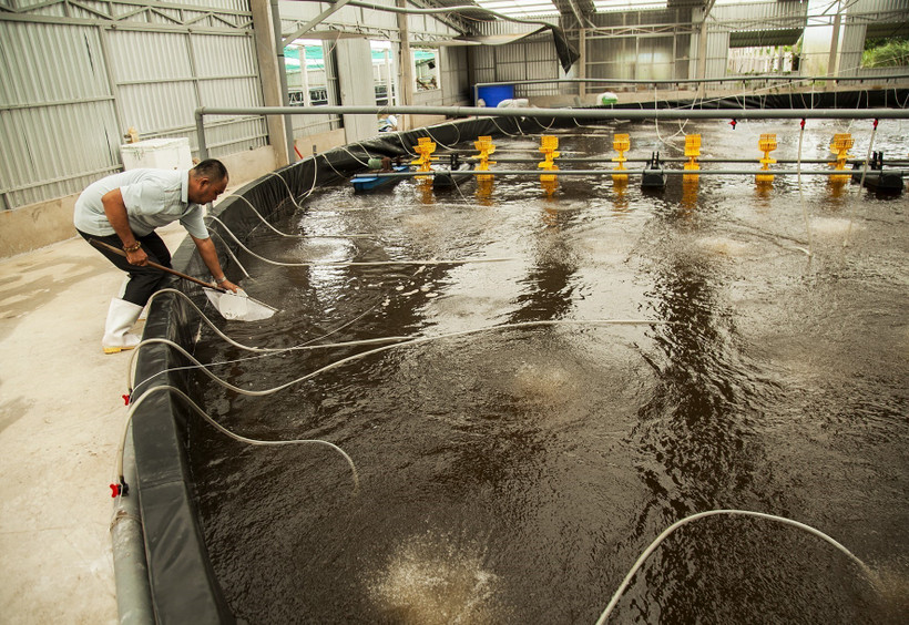 Ao nuôi tôm công nghệ cao đảm bảo môi trường sống tốt cho tôm. (Ảnh: Hồng Đạt/TTXVN)