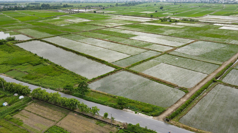 Diện tích lúa mùa tại xã Trung An (huyện Vũ Thư) bị ngập sâu. (Ảnh: Vũ Quang/TTXVN)