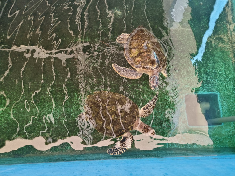 Khu vực cứu hộ rùa biển ở Vườn quốc gia Núi Chúa (huyện Ninh Hải, tỉnh Ninh Thuận). (Ảnh: TTXVN phát)