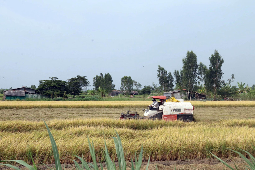 Nông dân xã Yên Luông, huyện Gò Công Tây, Tiền Giang thu hoạch lúa Đông Xuân. (Ảnh: Minh Trí/TTXVN)